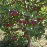 نهال سیب پایه رویشی (پایه خارجی)|خدمات باغبانی و درختکاری|نقده, |دیوار