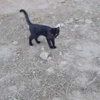 واگذاری بچه گربه
