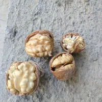 گردو کردستان همه رقمه|خوردنی و آشامیدنی|قم, ارم|دیوار