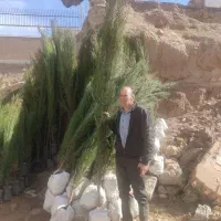 نهال سرو شیراز|گل و گیاه طبیعی|کرمان, |دیوار