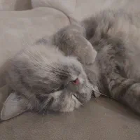 گربه ماده|گربه|رشت, گلزاران|دیوار