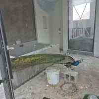 طاووس مصری جاوا نر و ماده