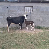 گاو و و گوساله سیمینتال عروسک|حیوانات مزرعه|ماسال, |دیوار