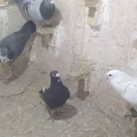 چندتا نر شکار دوتا ماده