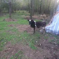 گاو گوساله ماده مشکی ساکت