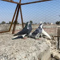 چهار عدد نر زد و خوردی|حیوانات|زاهدان, |دیوار