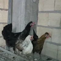 فروش مرغ