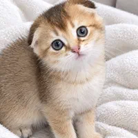 بچه گربه اسکاتیش چشم طوسی