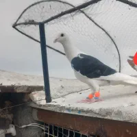 ۱۰تا کفتر بوم