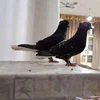 کفتر دومسفید|پرنده|اهواز, پردیس دو|دیوار