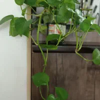 ظرف و ظروف|صنایع دستی و سایر لوازم تزئینی|کرمانشاه, |دیوار