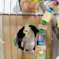 طوطی عروس هلندی