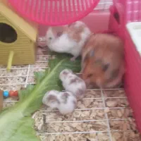 همستر|موش و خرگوش|کرمانشاه, |دیوار