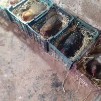 مرغ کرچ گلین و محلی هر کدام با ۱۶عدد تخم