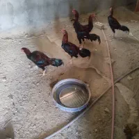 سلام چشمگیرباشه|حیوانات مزرعه|میناب, |دیوار