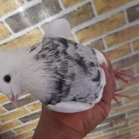 طوقی واشری نر بدون خال