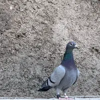 پلاکی|پرنده|بیرجند, |دیوار