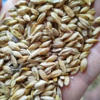 سبوس و کنسانتره پروار|عمدهفروشی|کاشمر, |دیوار