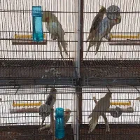 عروس هلندی|پرنده|علیآباد کتول, |دیوار