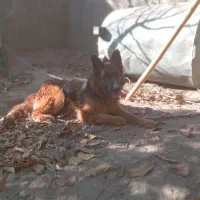 ژرمن شیب دار  ماده