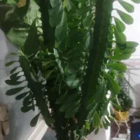 چنتا گل طبیعی به قیمت  2000 به فروش میرسد|گل و گیاه طبیعی|یاسوج, |دیوار