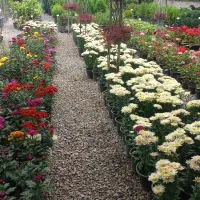 همسفر هرمز|فعالیت داوطلبانه|بابل, |دیوار