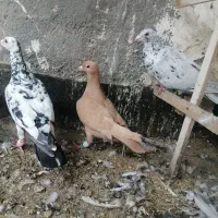 یهودی سار  زرد کرمونی