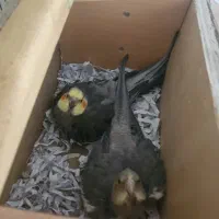 جفت عروس هلندی با قفس