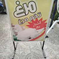 تبلیغ مرغ فروشی