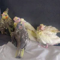 عروس سرلاکی گرینچیک کبوتر