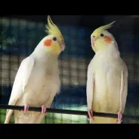 دو عدد عروس هلندی گمشده