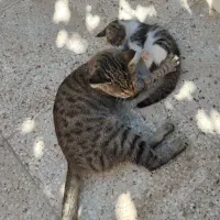 گربه
