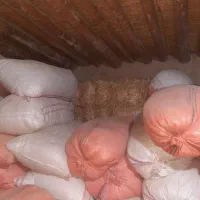 کاه و پرس گندم ممتاز