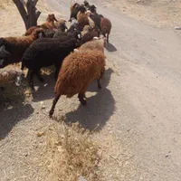 جایگاه دائمی ومعتبر گوسفند زنده|حیوانات مزرعه|تهران, شهرک غرب|دیوار