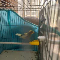 پرنده قناری مست|پرنده|شیراز, درکی|دیوار