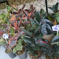 حراج گل های آپارتمانی|گل و گیاه طبیعی|اصفهان, پوریای ولی|دیوار