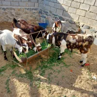 گوسفند|حیوانات مزرعه|سراوان, |دیوار