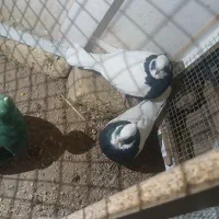 کبوتر طوقی|پرنده|شال, |دیوار