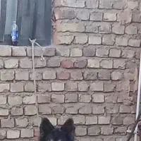 ژرمن پیدا شده