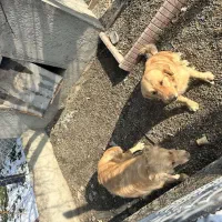 سگ گلدن روتریور اصل ماده ( جفت گیری )