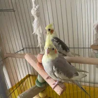 عروس هلندی رام