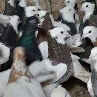 ۴۰تا یهودی دمسفید طوقی کله و سینه