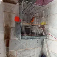 فروش سهره قناری تعداد وتکی|پرنده|بهارستان, |دیوار