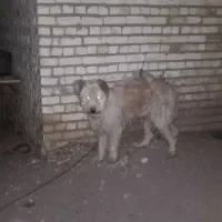 واگذاری سگ ریشی نر