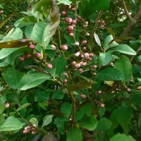 باغچه معاوضه ای