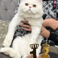 گربه نر پرشین بریتیش اماده برای جفتگیری