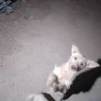 سگ پاکوتاه پدرپسرمعاوضه باکفتر