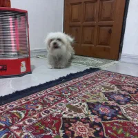 سگ اشپیز  میکس واقعا مهربا ودوست داشتنی|سگ|پاکدشت, پاکدشت (مامازند)|دیوار