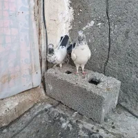 کفتر فروشی|پرنده|ماهدشت, |دیوار