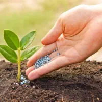 کود شیمیایی سفید و سیاه